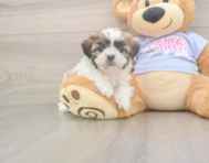 7 week old Teddy Bear Puppy For Sale - Premier Pups