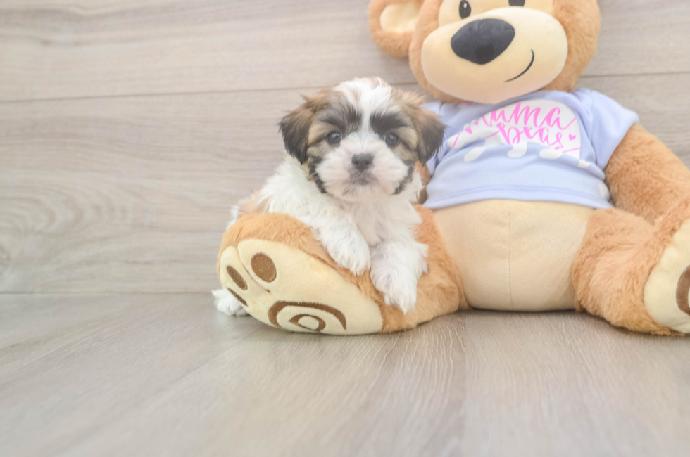 5 week old Teddy Bear Puppy For Sale - Premier Pups