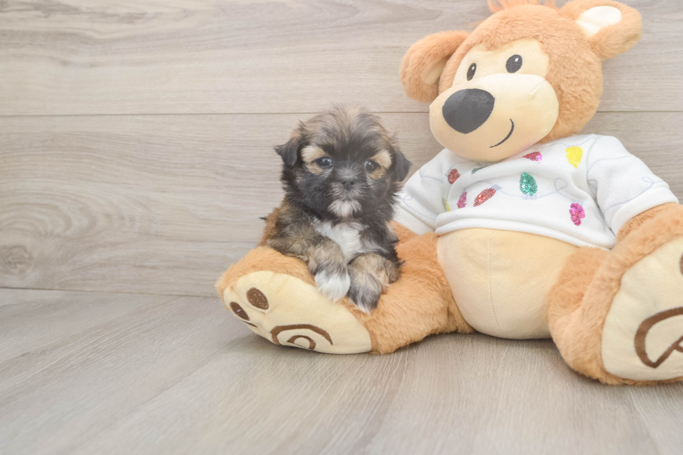 Teddy Bear Puppy for Adoption