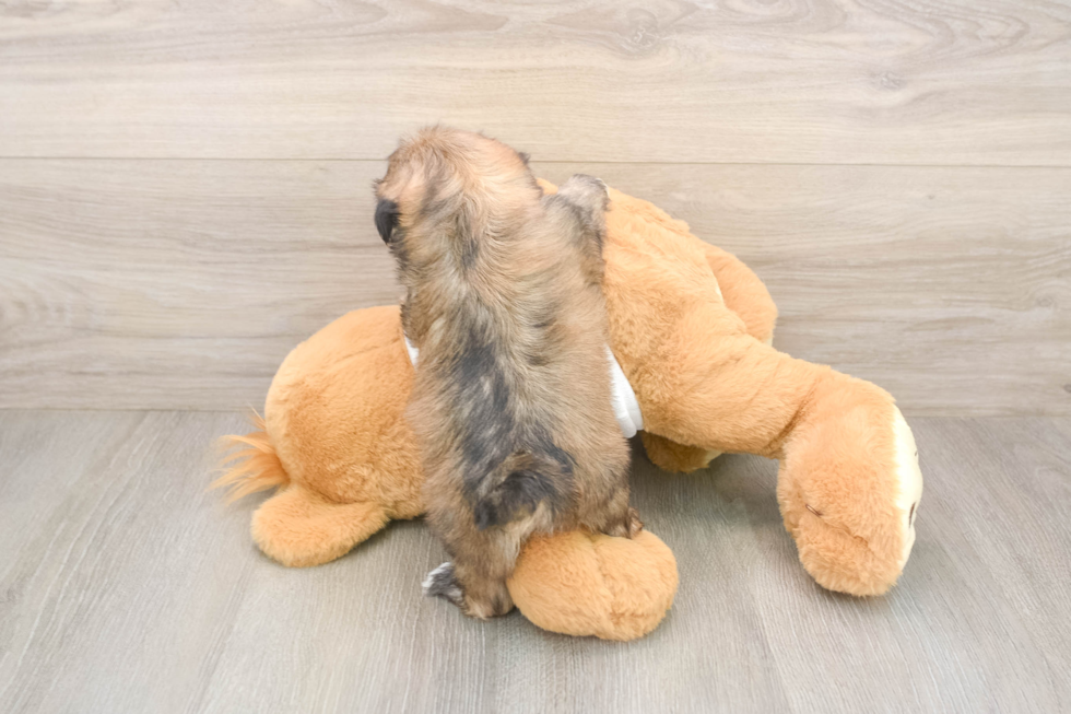 Hypoallergenic Shi Chon Designer Puppy