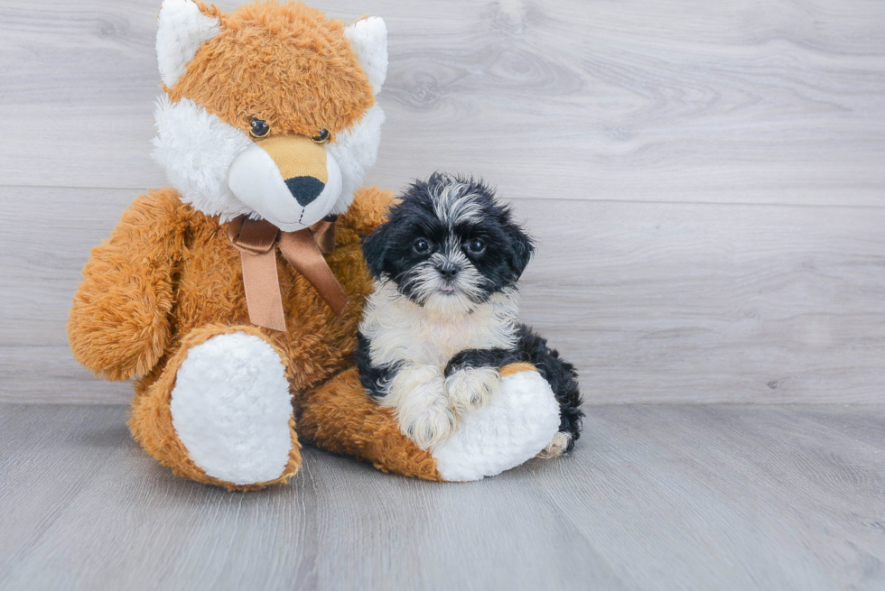 Fluffy Teddy Bear Designer Pup