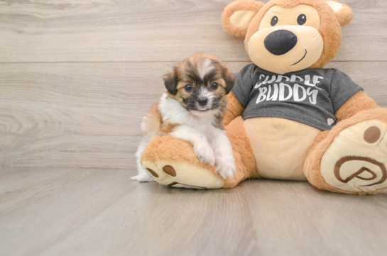 Best Teddy Bear Baby