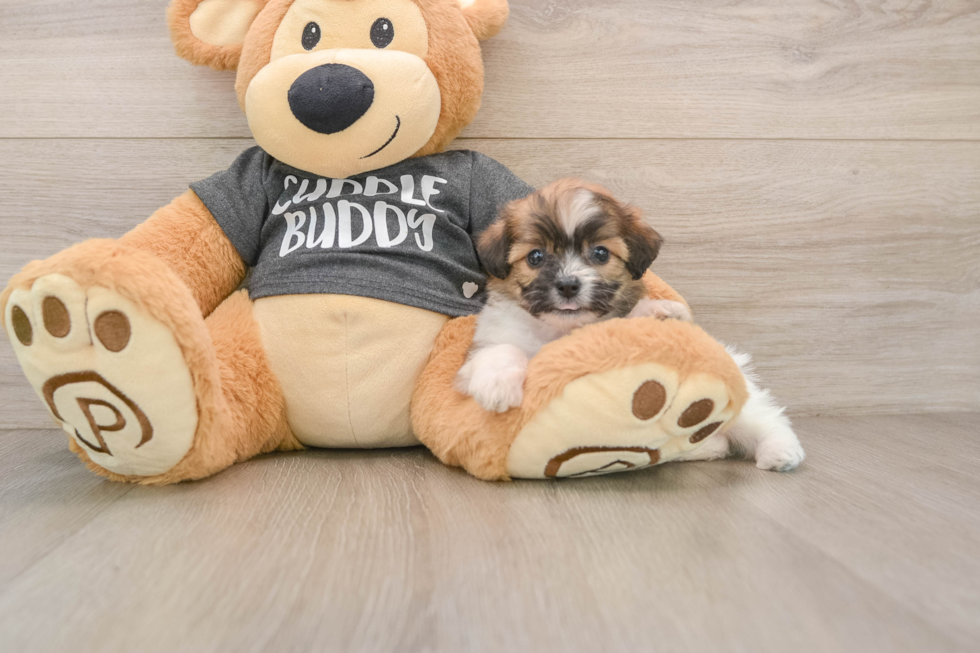 Friendly Teddy Bear Baby