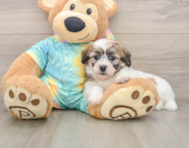 7 week old Teddy Bear Puppy For Sale - Premier Pups