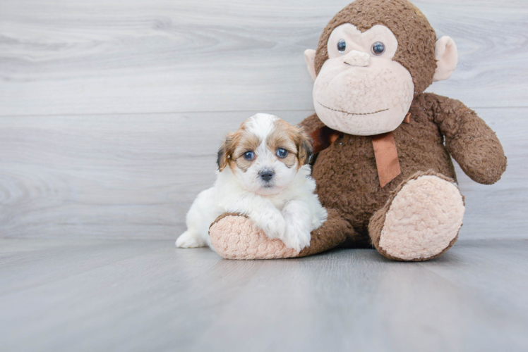 Small Teddy Bear Baby