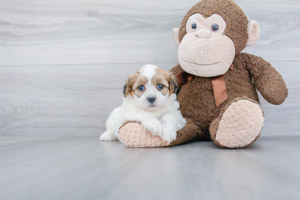 Small Teddy Bear Baby