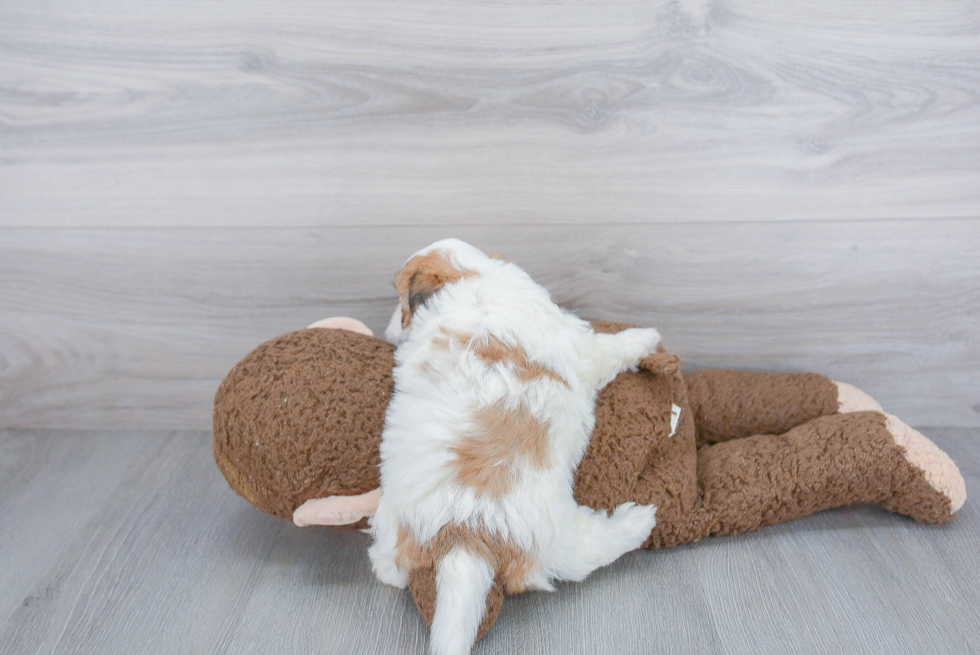 Best Teddy Bear Baby
