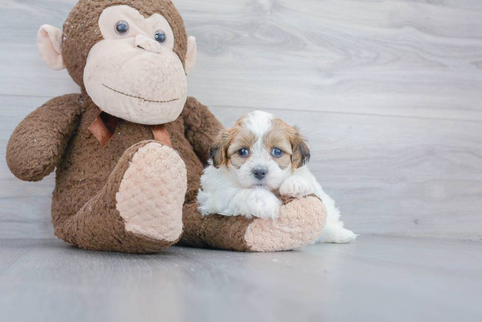 Popular Teddy Bear Designer Pup