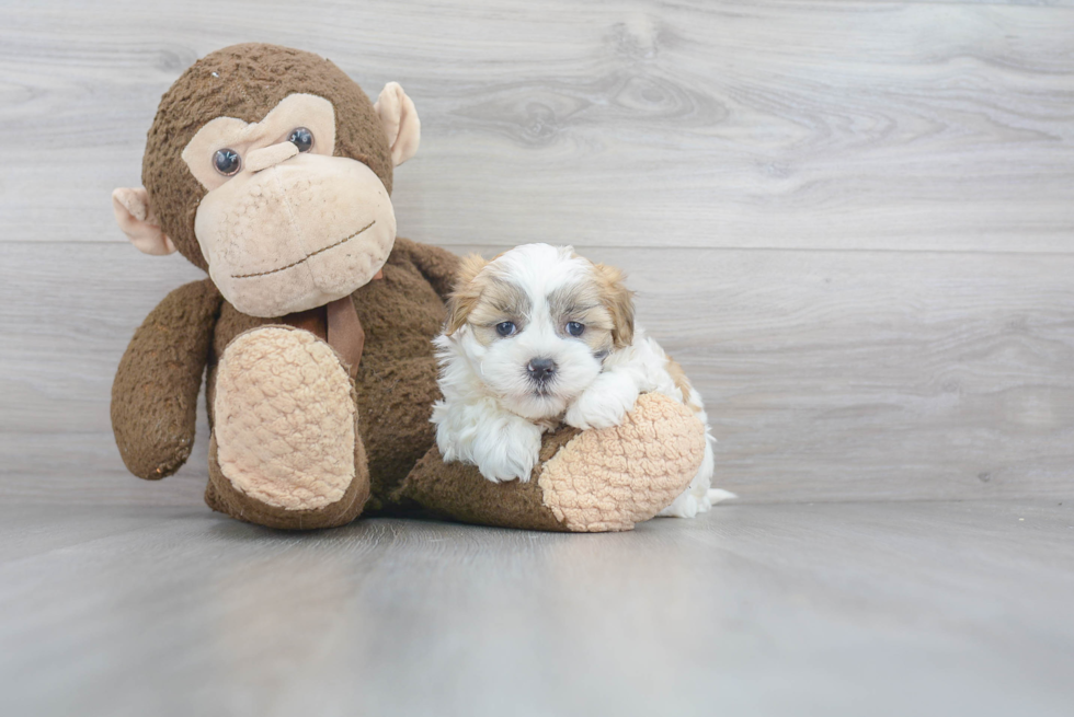 Teddy Bear Pup Being Cute