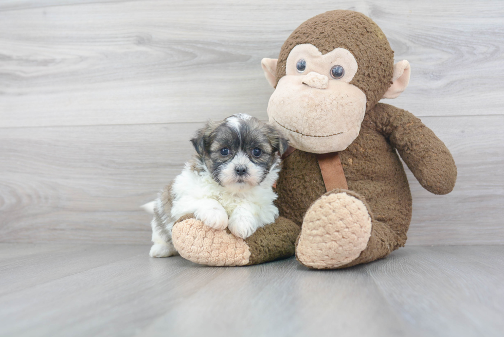 Fluffy Teddy Bear Designer Pup