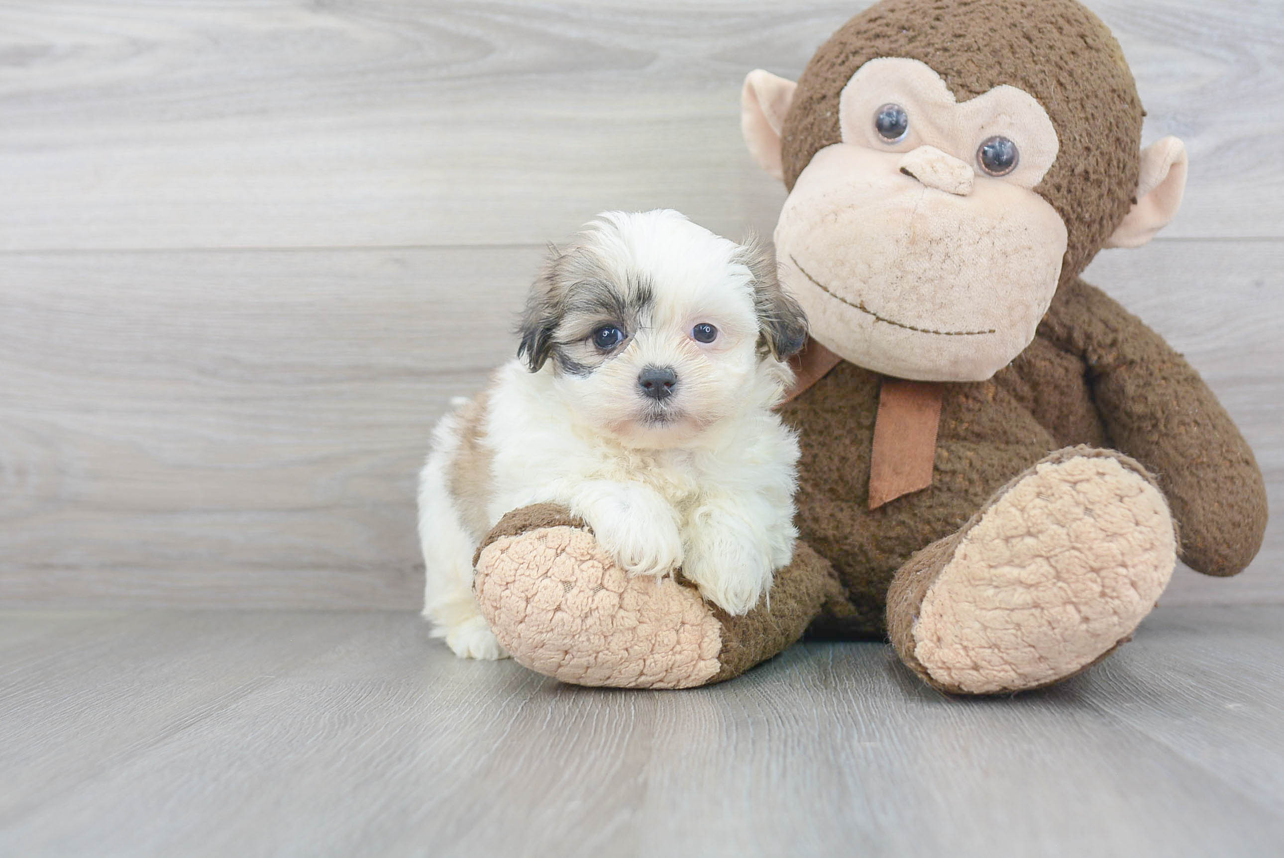 Energetic Shit Designer Puppy