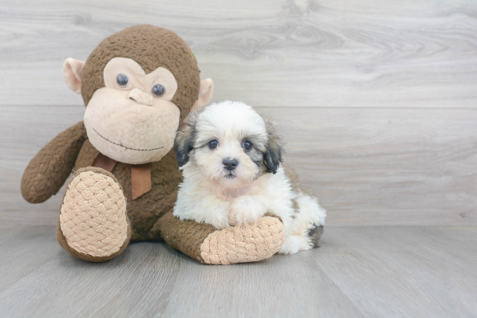 Teddy Bear Pup Being Cute