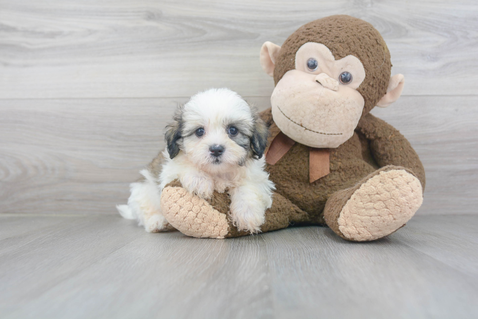 Teddy Bear Pup Being Cute