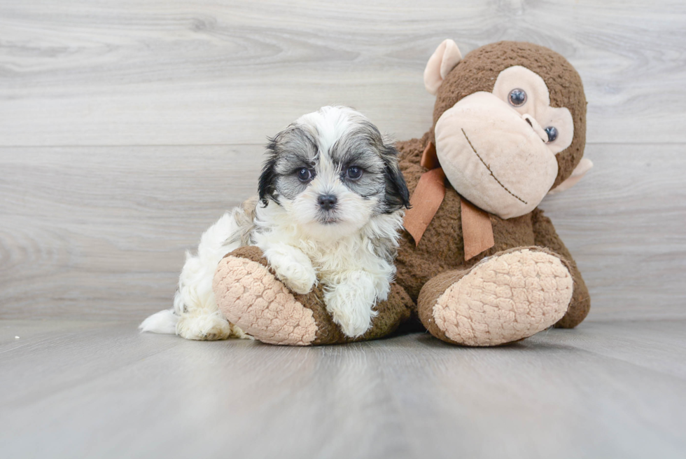 Teddy Bear Pup Being Cute