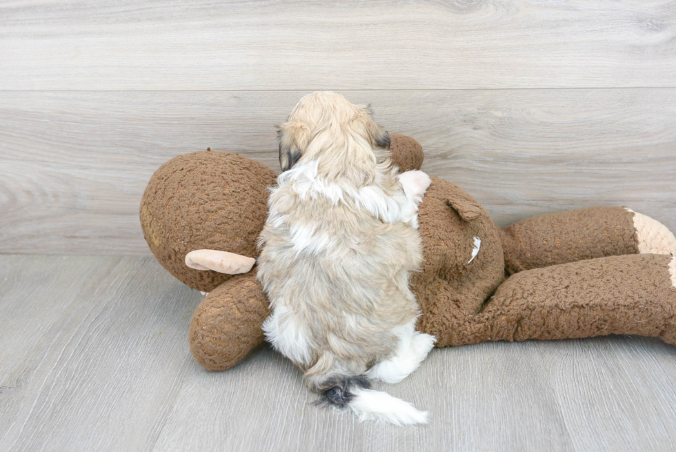 Funny Teddy Bear Designer Pup