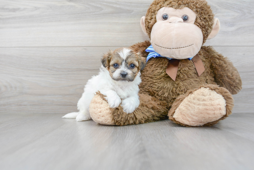 Teddy Bear Pup Being Cute