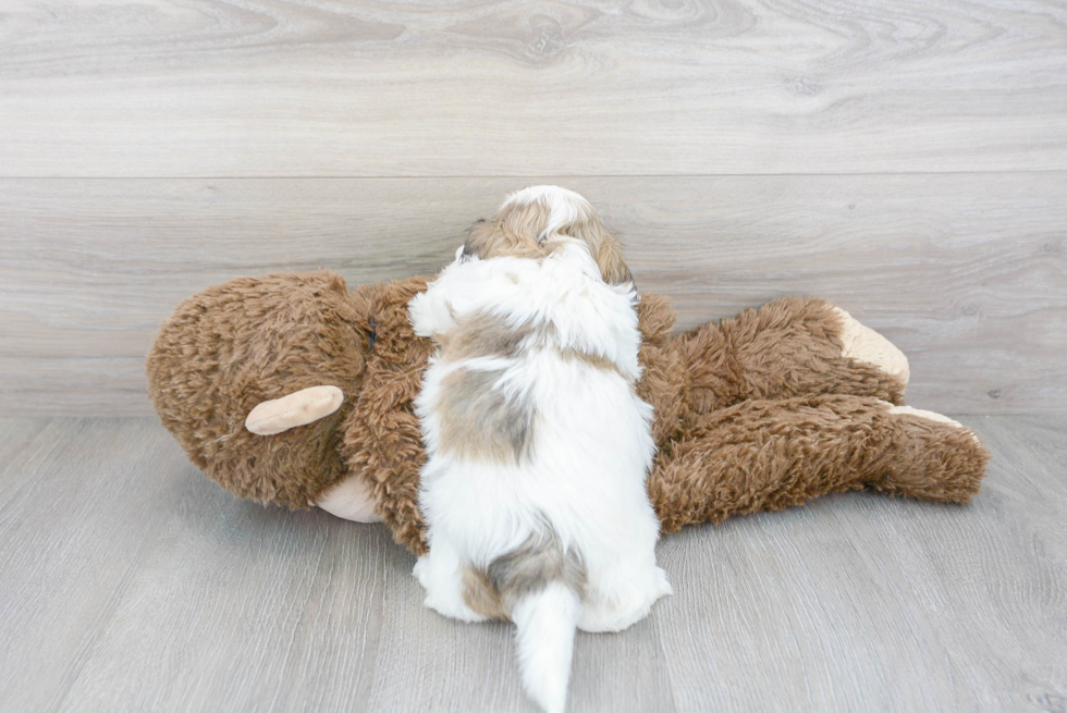 Cute Teddy Bear Baby