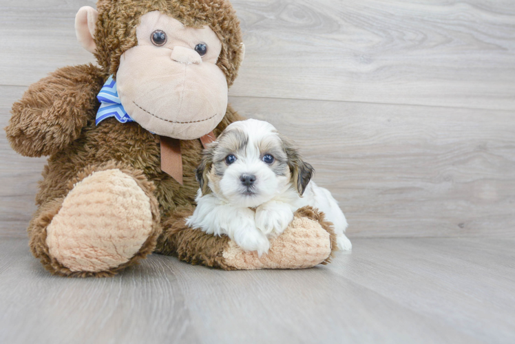 Cute Teddy Bear Designer Pup