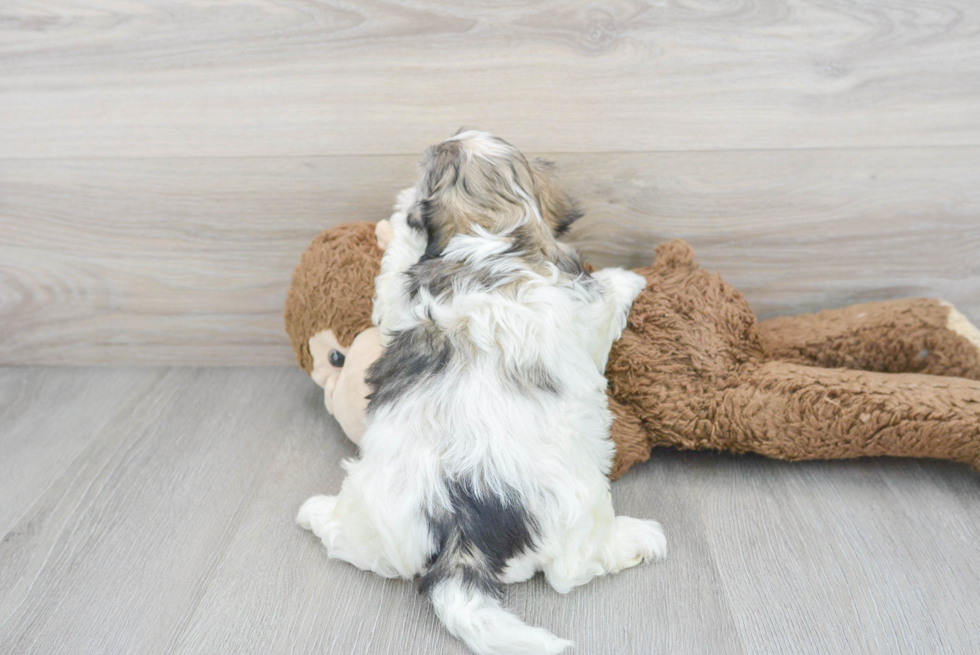 Teddy Bear Pup Being Cute