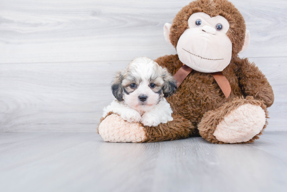 Teddy Bear Pup Being Cute