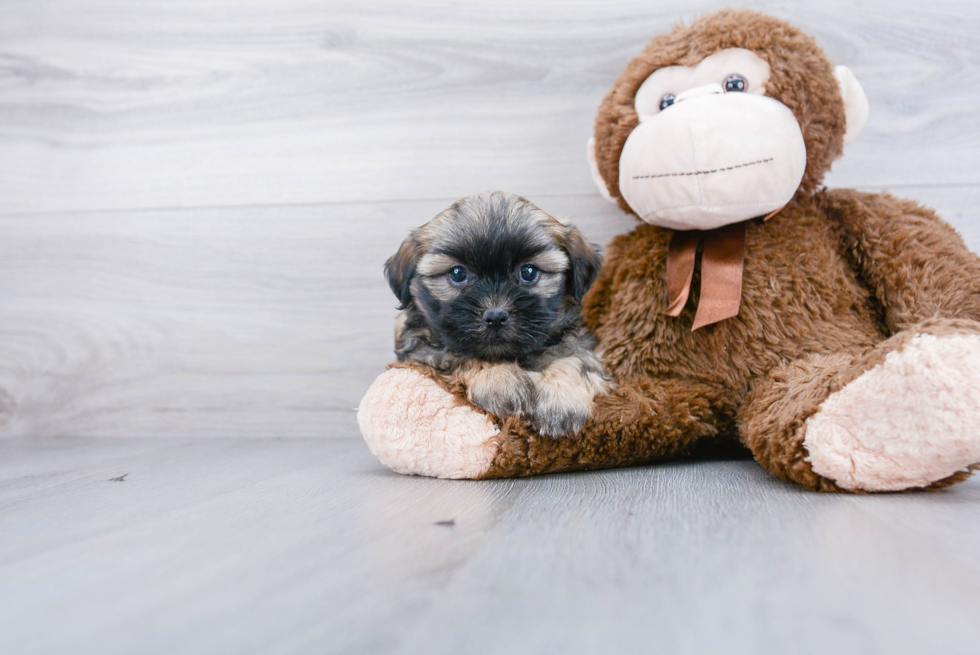 Little Shichon Designer Puppy