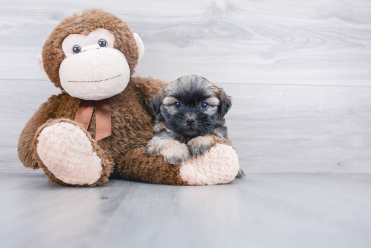 Popular Teddy Bear Designer Pup