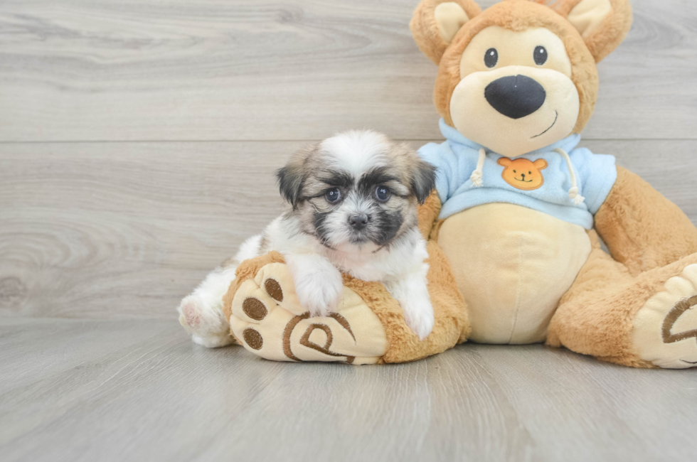 7 week old Teddy Bear Puppy For Sale - Premier Pups