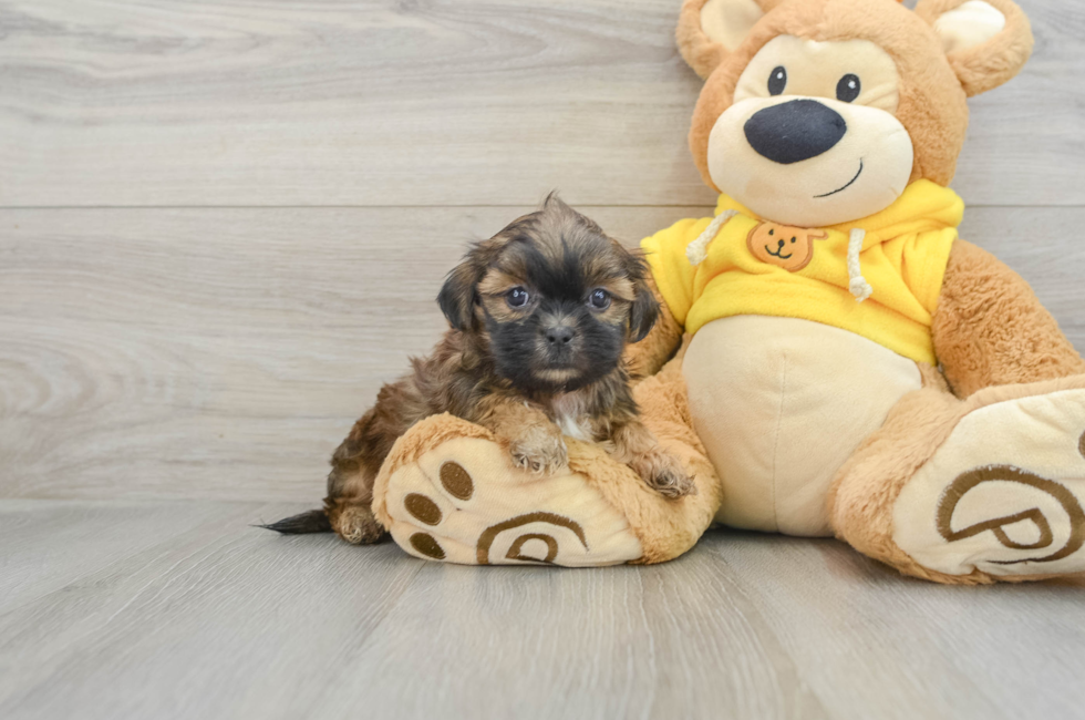 6 week old Teddy Bear Puppy For Sale - Premier Pups