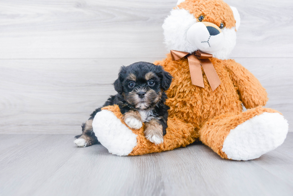 Teddy Bear Puppy for Adoption