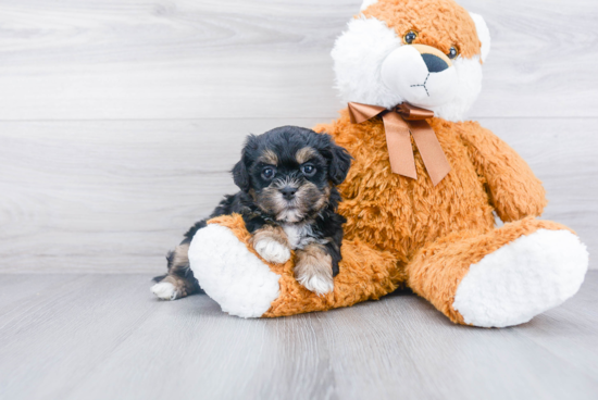 Teddy Bear Puppy for Adoption