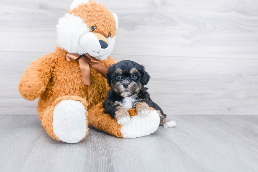 Teddy Bear Pup Being Cute