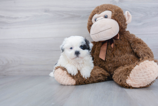 Popular Teddy Bear Designer Pup