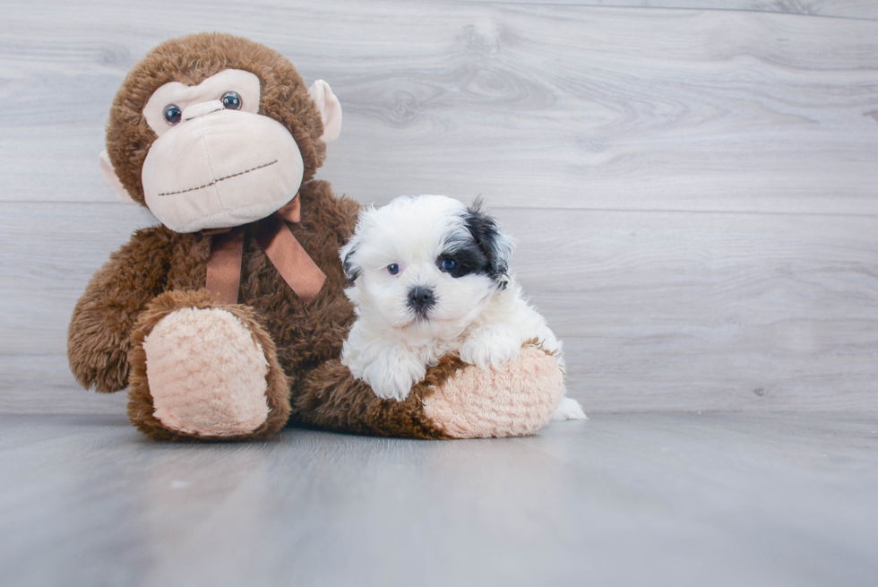 Adorable Shichon Designer Puppy