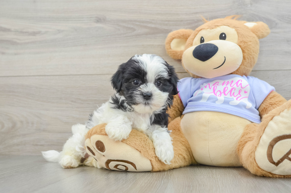 6 week old Teddy Bear Puppy For Sale - Premier Pups