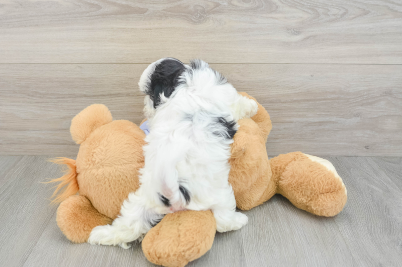 Meet Bianca - our Teddy Bear Puppy Photo 2/3 - Premier Pups