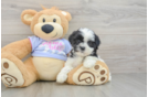 Teddy Bear Puppy for Adoption