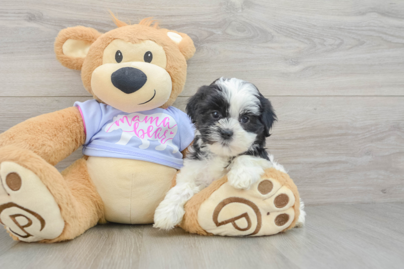 Meet Bianca - our Teddy Bear Puppy Photo 3/3 - Premier Pups