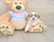 8 week old Teddy Bear Puppy For Sale - Premier Pups
