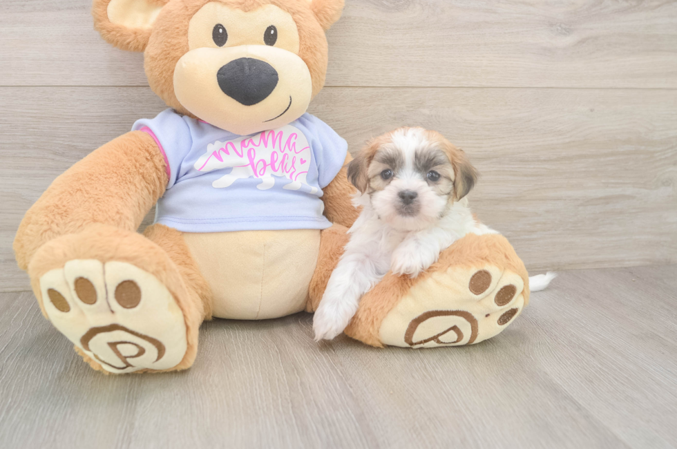 5 week old Teddy Bear Puppy For Sale - Premier Pups