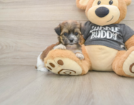 8 week old Teddy Bear Puppy For Sale - Premier Pups