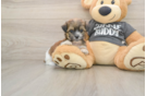 Popular Teddy Bear Designer Pup