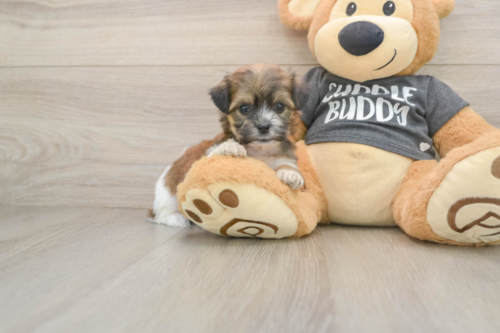 Popular Teddy Bear Designer Pup
