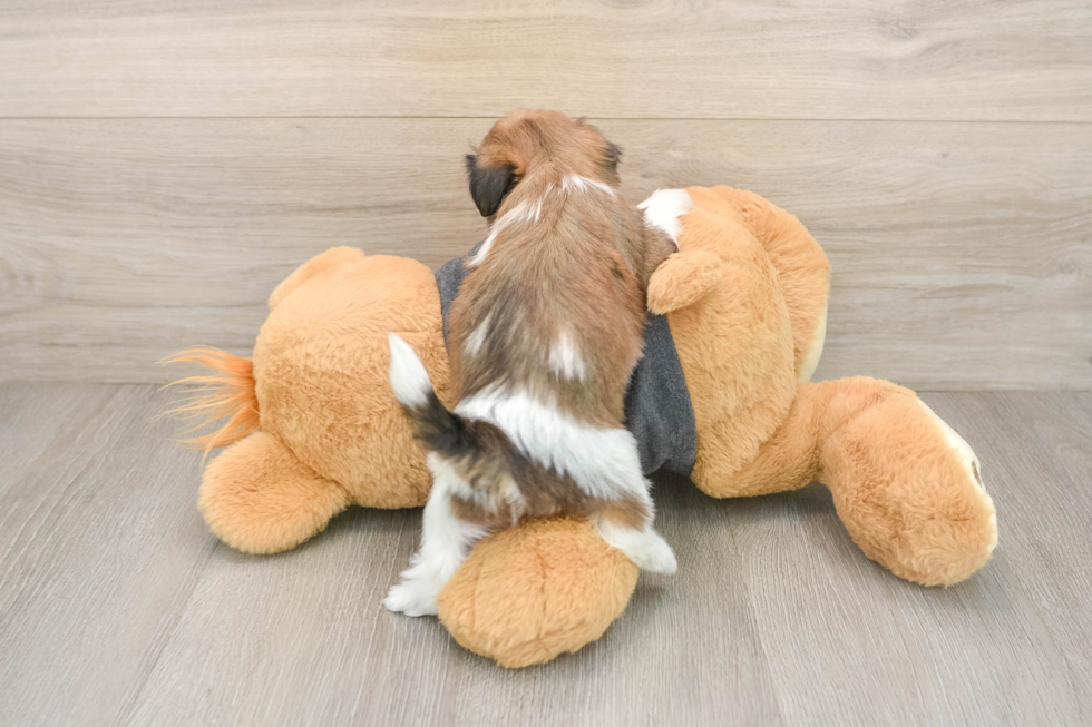 Adorable Shitzu Designer Puppy
