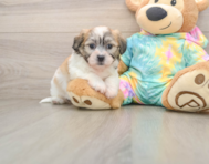 7 week old Teddy Bear Puppy For Sale - Premier Pups