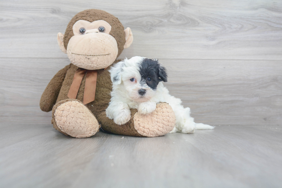 Teddy Bear Pup Being Cute