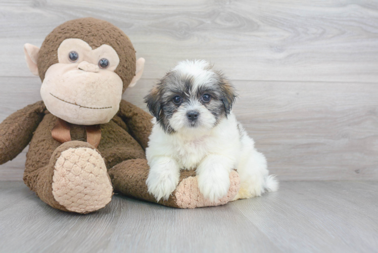 Fluffy Teddy Bear Designer Pup