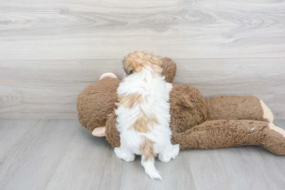 Teddy Bear Pup Being Cute