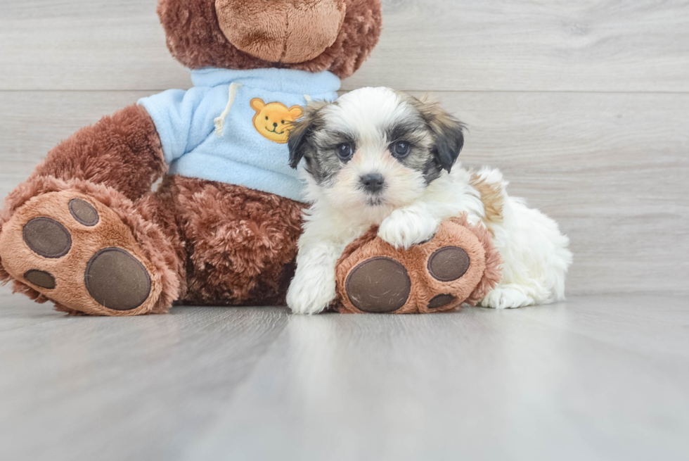 Best Teddy Bear Baby