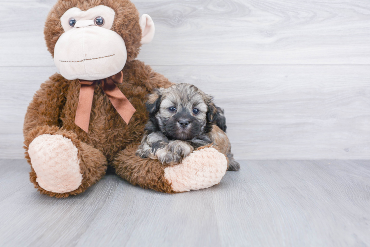 Funny Teddy Bear Designer Pup