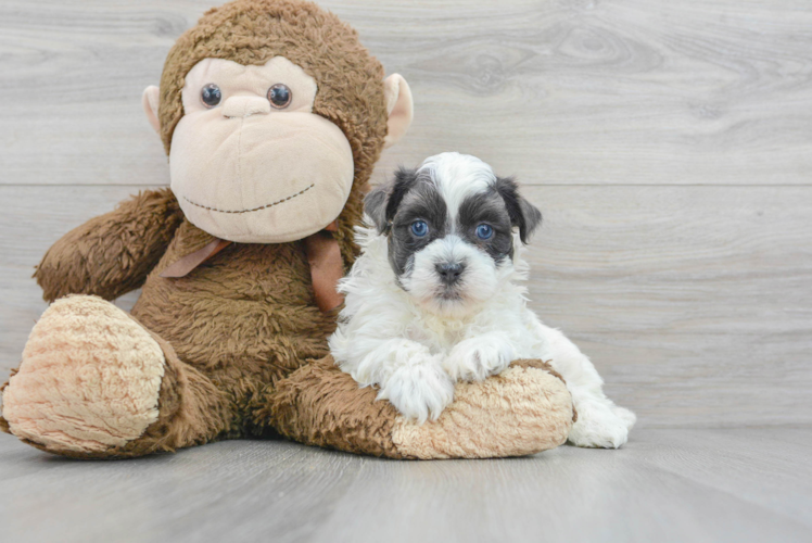 Popular Teddy Bear Designer Pup